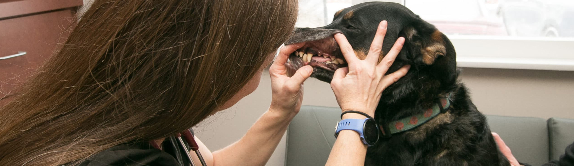 Dog Dentist La Terraza Dog Dental Hygiene Clinic Near Me