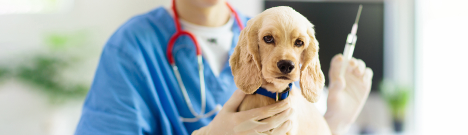 Dog Vaccinations Malibu Low Cost Dog Vaccinations Near Me Dog vaccinations malibu low cost dog vaccinations near me