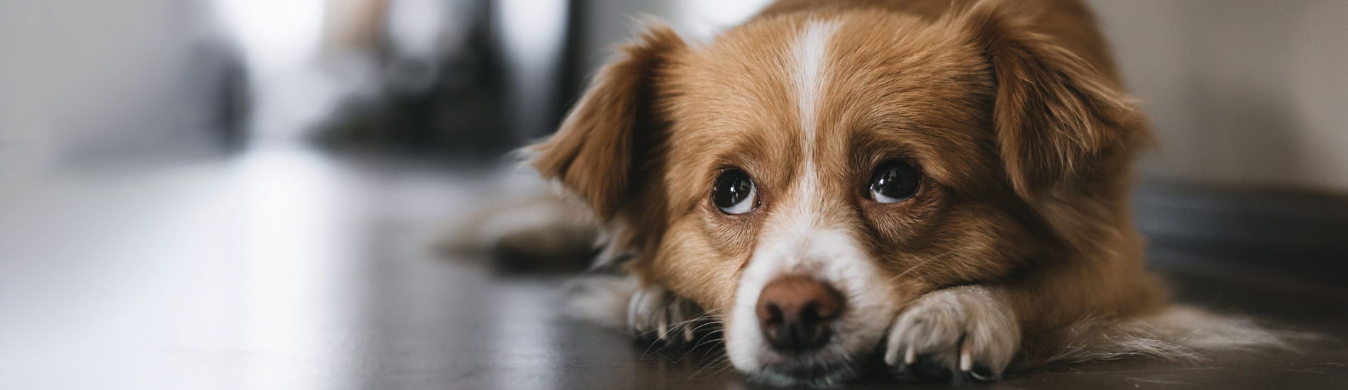 Spaying And Neutering Surprise Low Cost Pet Spay And Neuter Clinic