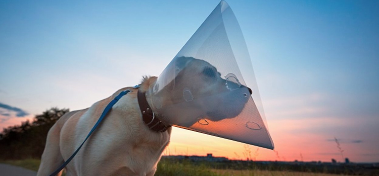 animal hospital nutritional consulting Spaying And Neutering inÂ Brandeis