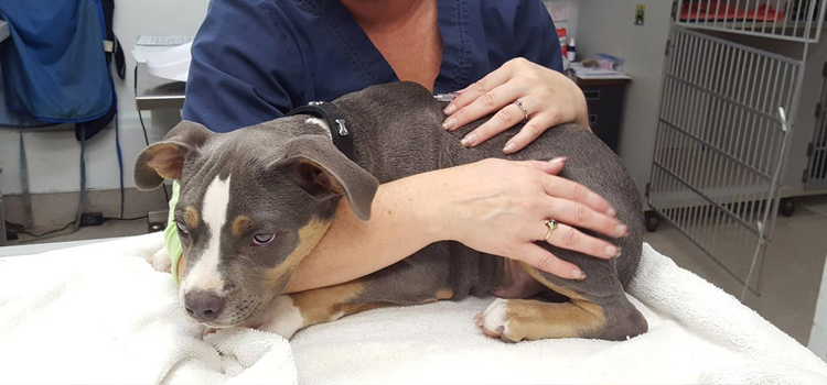 Animal Hospital Surfside - Small, Affordable, And Emergency Animal Hospital