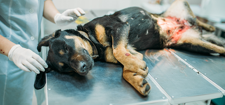 animal hospital nutritional counseling in Encinitas